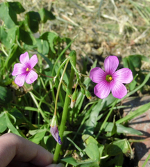 Oxalis bipartita