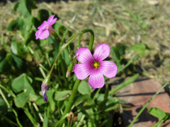 Oxalis bipartita
