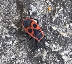 Pyrrhocoris apterus