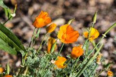 Eschscholzia californica californica