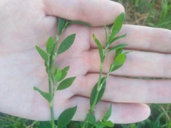 Polygonum aviculare