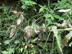 Cirsium ferum