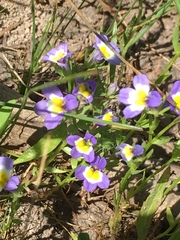 Porterella carnosula