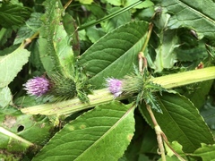 Cirsium ferum