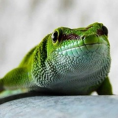 Phelsuma