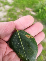 Stigmella trimaculella