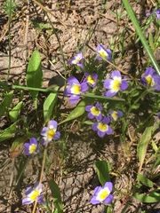 Porterella carnosula