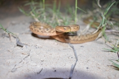 Dryophylax hypoconia