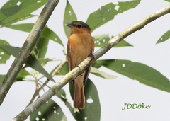 Pachyramphus castaneus