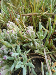 Chloropyron maritimum palustre