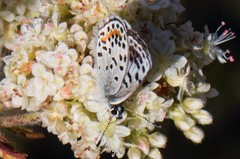 Euphilotes bernardino