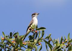 Xenopsaris albinucha