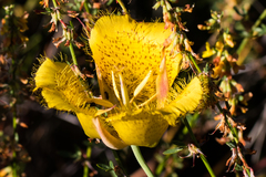 Calochortus weedii weedii