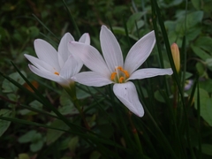 Zephyranthes candida