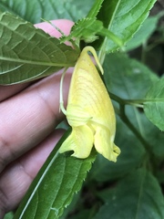 Impatiens tayemonii