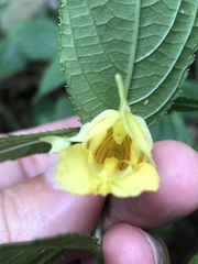 Impatiens tayemonii
