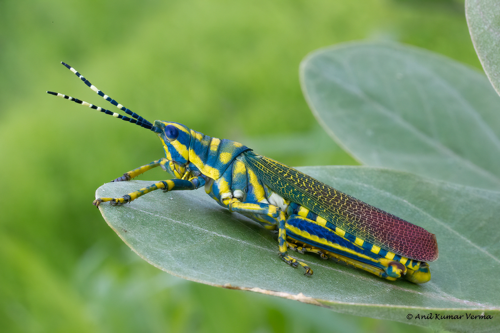 Painted Grasshopper (Orthoptera of Nebraska) · iNaturalist