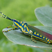 Painted Grasshopper - Photo (c) Anil Kumar Verma, some rights reserved (CC BY-NC), uploaded by Anil Kumar Verma
