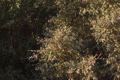 Flueggea verrucosa