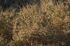 Flueggea verrucosa