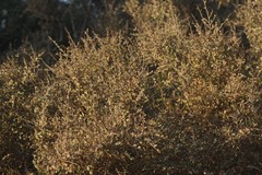 Flueggea verrucosa