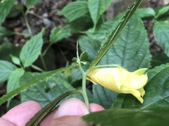 Impatiens tayemonii