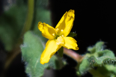 Camissoniopsis hirtella