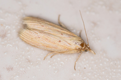 Ematheudes punctella