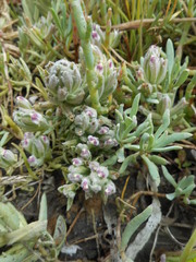 Chloropyron maritimum palustre
