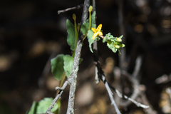 Camissoniopsis hirtella