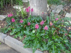 Veltheimia bracteata
