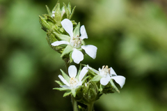 Horkelia clevelandii