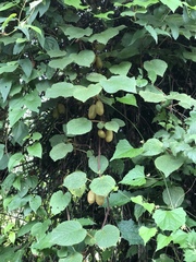 Actinidia setosa