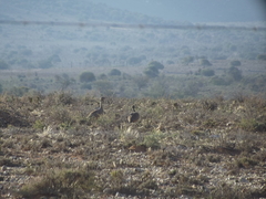 Eupodotis vigorsii vigorsii