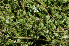 Horkelia clevelandii