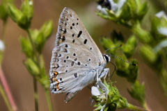 Tharsalea xanthoides