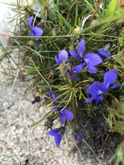 Viola decumbens decumbens