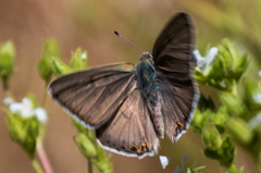 Tharsalea xanthoides