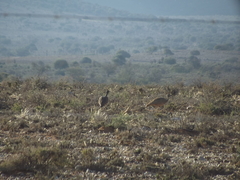 Eupodotis vigorsii vigorsii