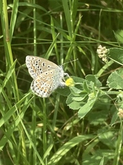 Polyommatus icarus
