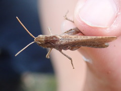 Chorthippus brunneus