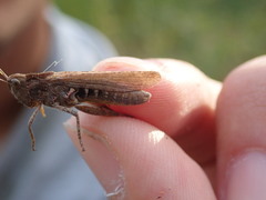 Chorthippus brunneus