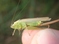 Conocephalus fuscus