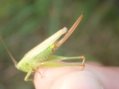 Conocephalus fuscus