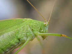 Phaneroptera falcata