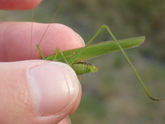 Phaneroptera falcata