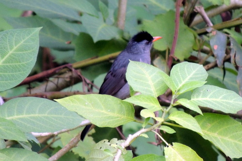 Malagasy Bulbul (Hypsipetes madagascariensis), photo 5