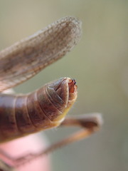 Glyptobothrus