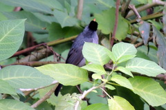 Hypsipetes madagascariensis
