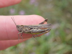 Glyptobothrus